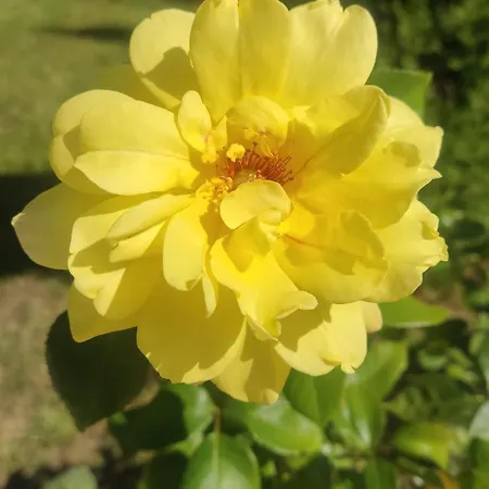 Golf Club & Orchid Noks Mia * Σάνι Μπιτς