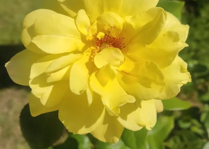 Golf Club & Orchid Noks Mia * Слънчев бряг